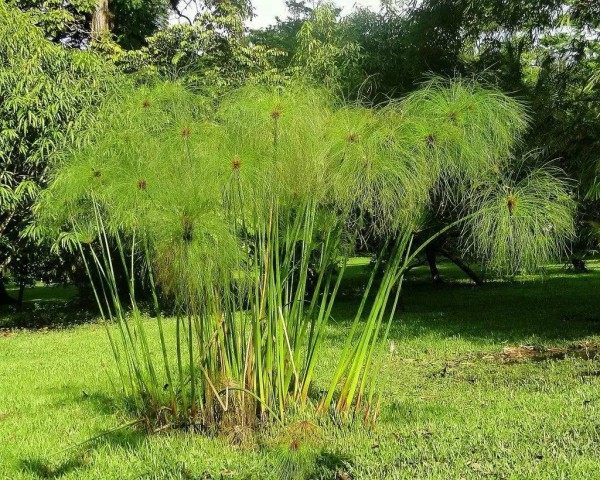 埃及莎草,埃及莎草图片
