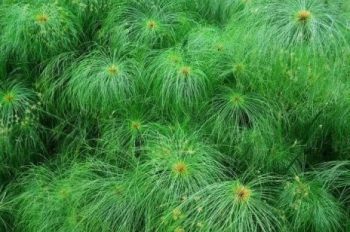 埃及莎草花卉图片