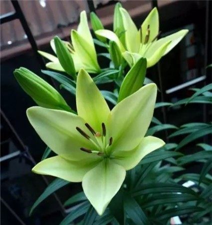 百合,百合图片