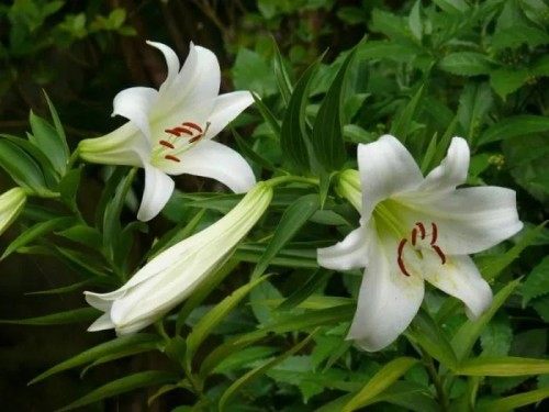 百合,百合图片