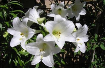 百合花卉图片