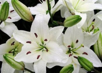 百合花卉图片