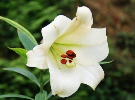 百合,百合图片