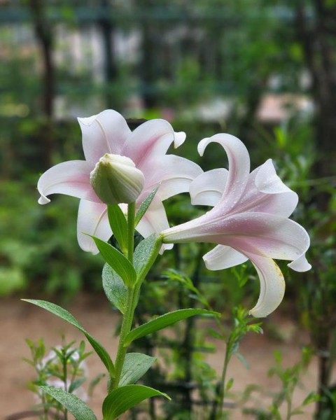 百合花,百合花图片
