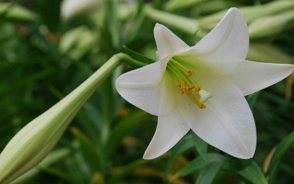 百合花,百合花图片