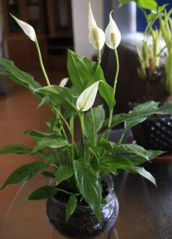 白鹤芋,白鹤芋图片