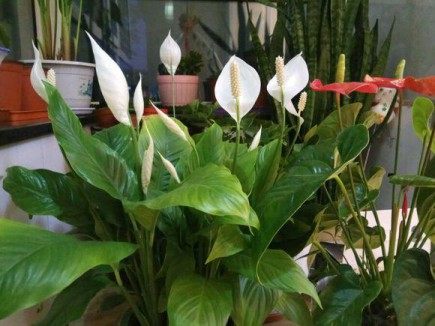 白鹤芋,白鹤芋图片