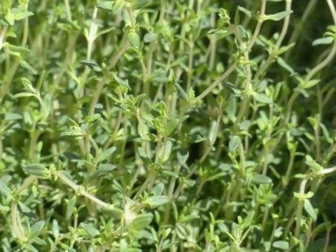 百里香,百里香图片