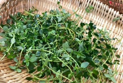 百里香,百里香图片