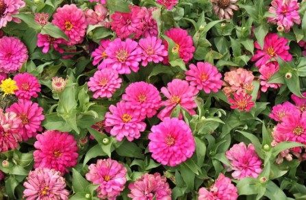 百日菊,百日菊图片