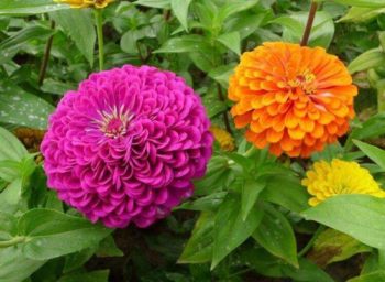 百日菊花卉图片