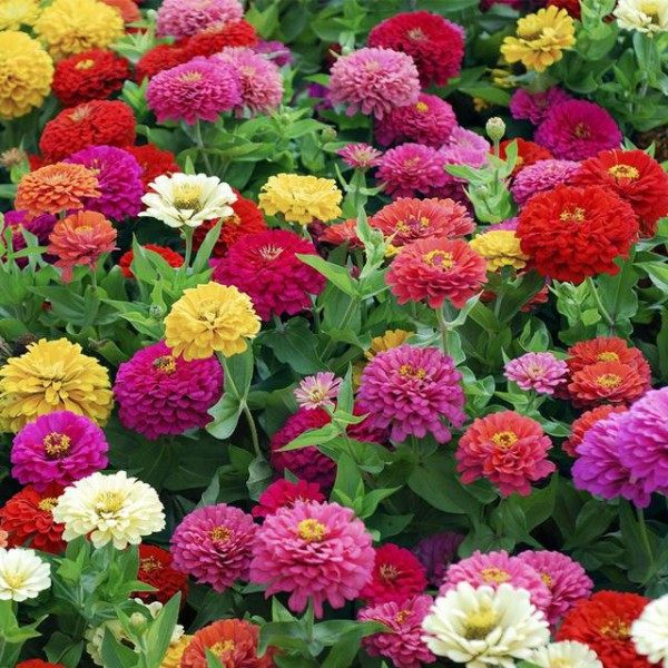 百日菊,百日菊图片