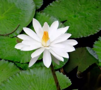 白睡莲花卉图片