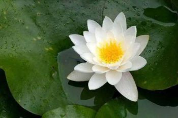 白睡莲花卉图片