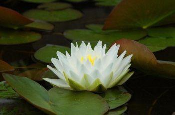 白睡莲花卉图片
