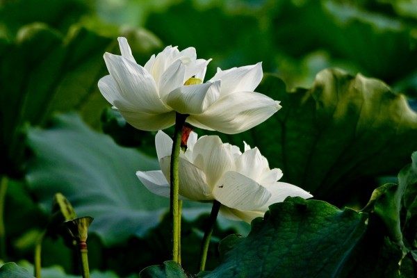 白湘莲,白湘莲图片