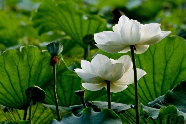 白湘莲,白湘莲图片