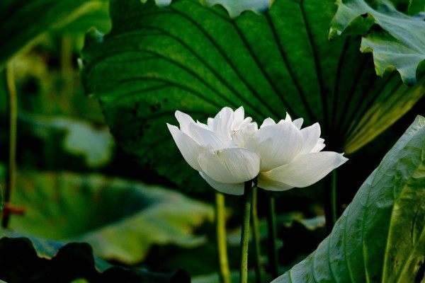 白湘莲,白湘莲图片