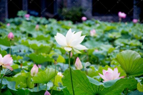 白湘莲,白湘莲图片