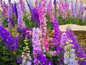 宝塔花,宝塔花图片