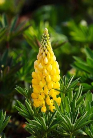 宝塔花,宝塔花图片