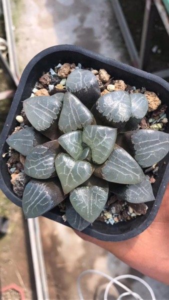 贝叶寿花卉图片