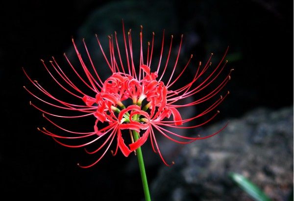 彼岸花,彼岸花图片