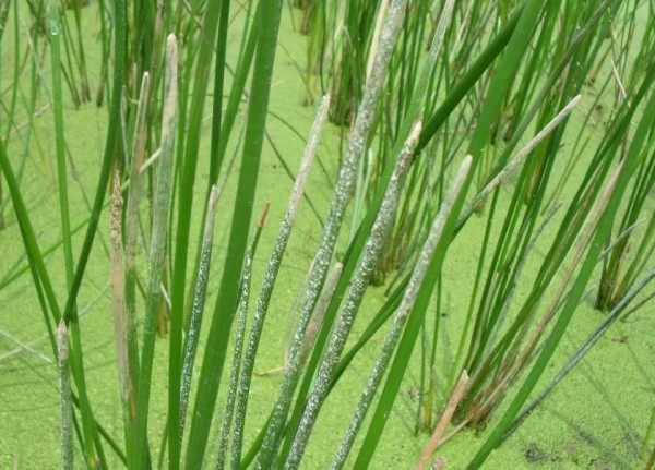 荸荠,荸荠图片