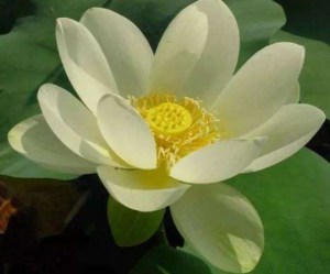 冰娇,冰娇图片