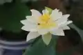 冰娇图片