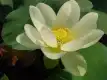 冰娇图片
