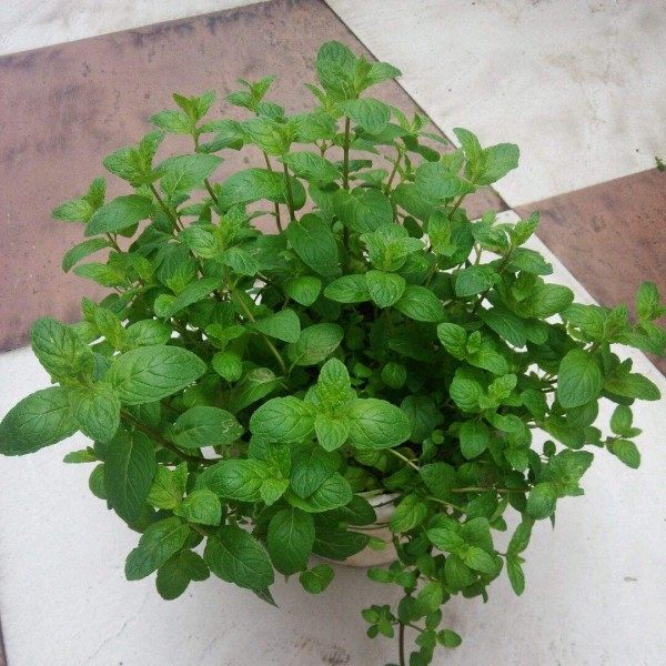 薄荷,薄荷图片