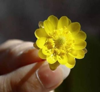 侧金盏花花卉图片