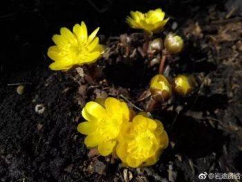 侧金盏花花卉图片