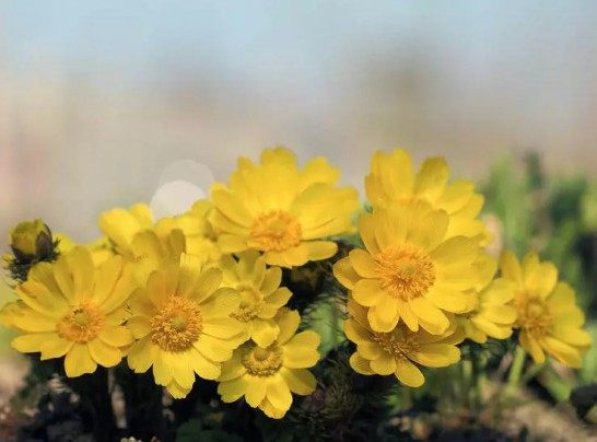 侧金盏花,侧金盏花图片