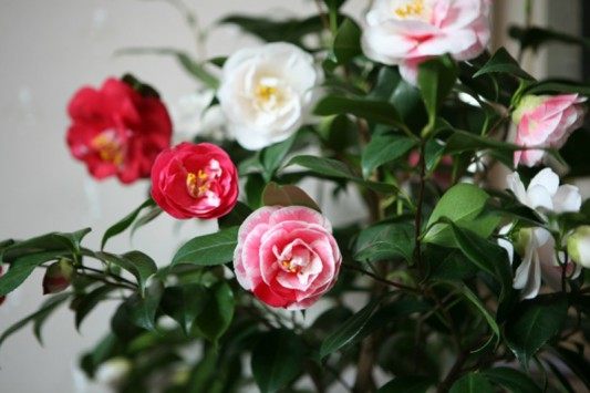 茶花,茶花图片
