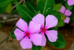 长春花,长春花图片