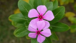 长春花,长春花图片