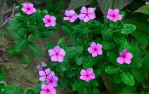 长春花,长春花图片