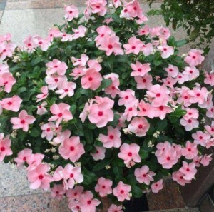 长春花,长春花图片