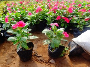 长春花,长春花图片