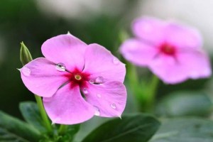 长春花,长春花图片