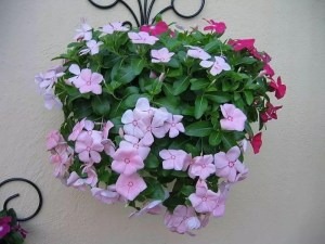 长春花,长春花图片