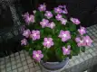 长春花图片