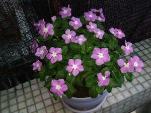 长春花,长春花图片