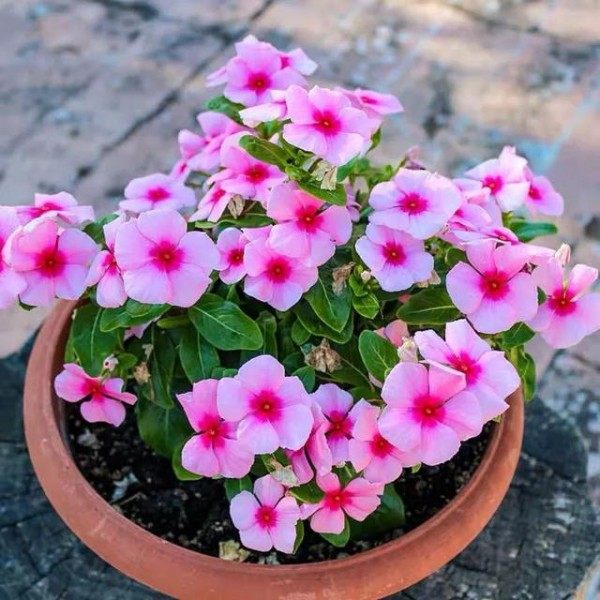 长春花,长春花图片