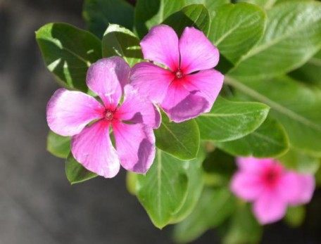 长春花,长春花图片