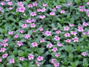 长春花,长春花图片