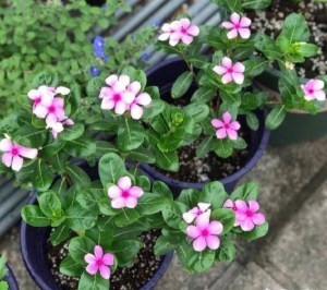 长春花,长春花图片