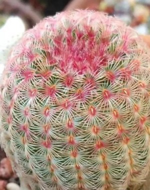 赤太阳,赤太阳图片